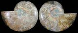 Polished Ammonite Pair - Agatized #54318-1